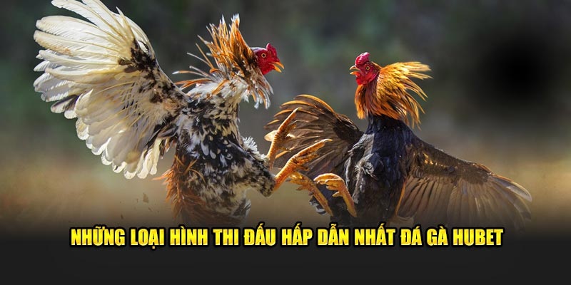 5 hình thức chọi kê được nhiều hội viên yêu thích