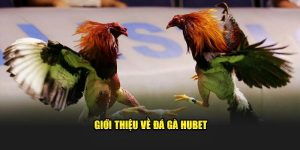 Giới thiệu về sảnh đá gà tại nhà cái Hubet88
