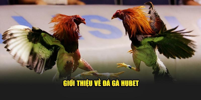 Giới thiệu về sảnh đá gà tại nhà cái Hubet88