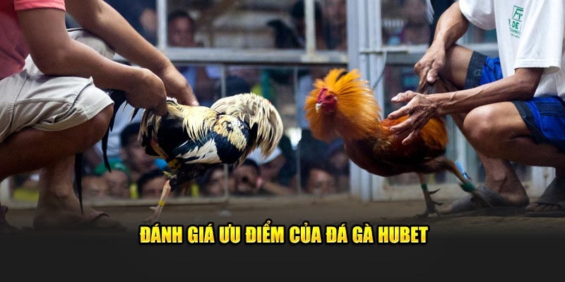 Khám phá ưu điểm đá gà Hubet88 xanh chín, kịch tính